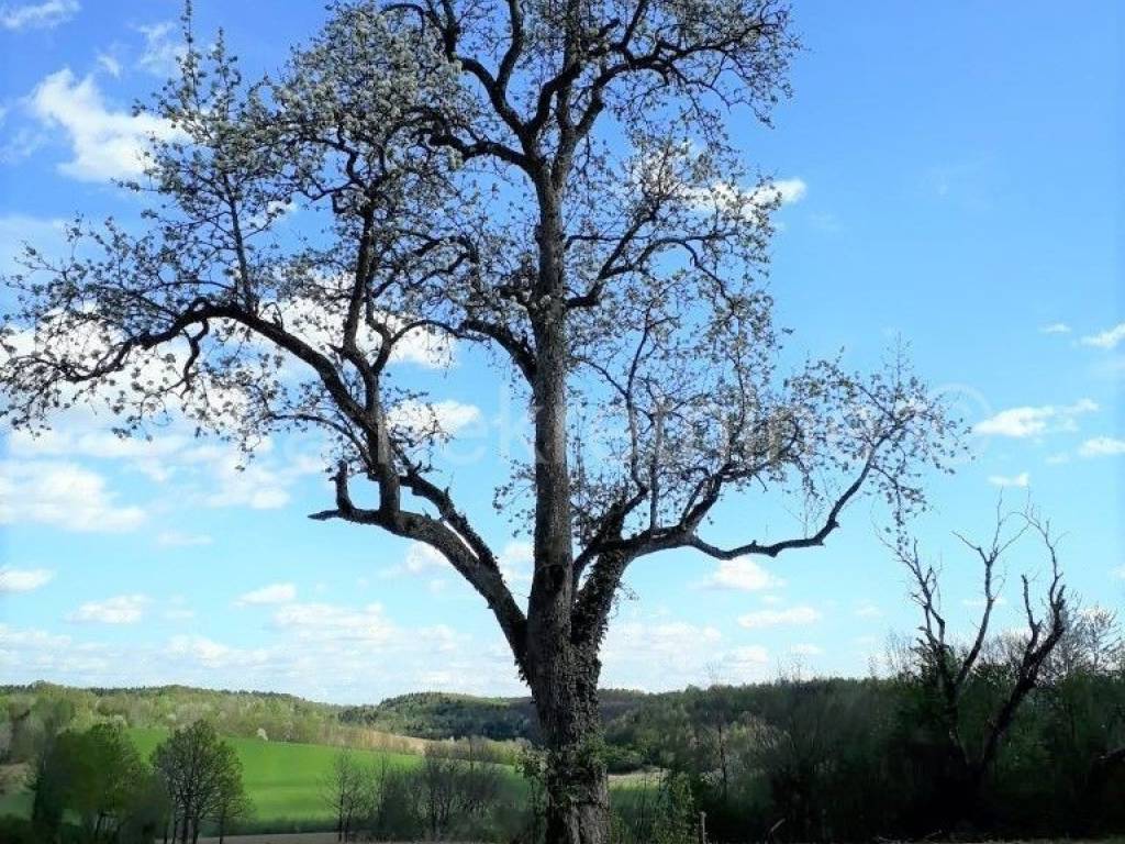 Livada i šuma, Prodaja, Cetingrad, Gojkovac