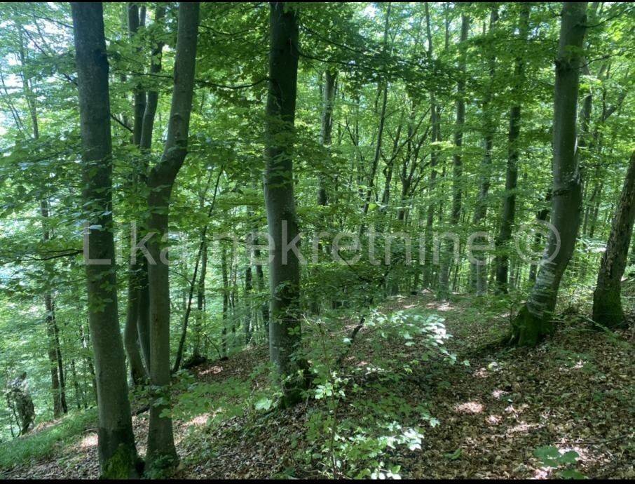 Šuma, Prodaja, Otočac, Sinac