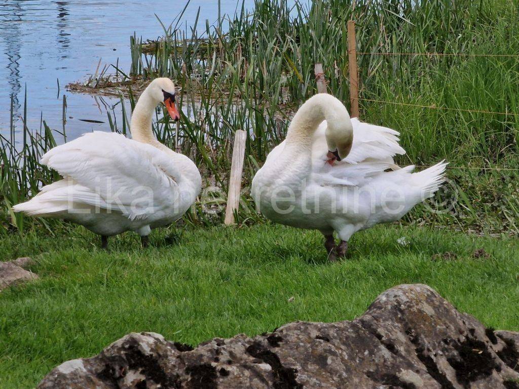 Građevinsko zemljište, Prodaja, Otočac, Čovići