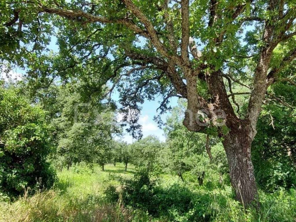 Građevinsko zemljište, Prodaja, Sveti Lovreč, Sveti Lovreč