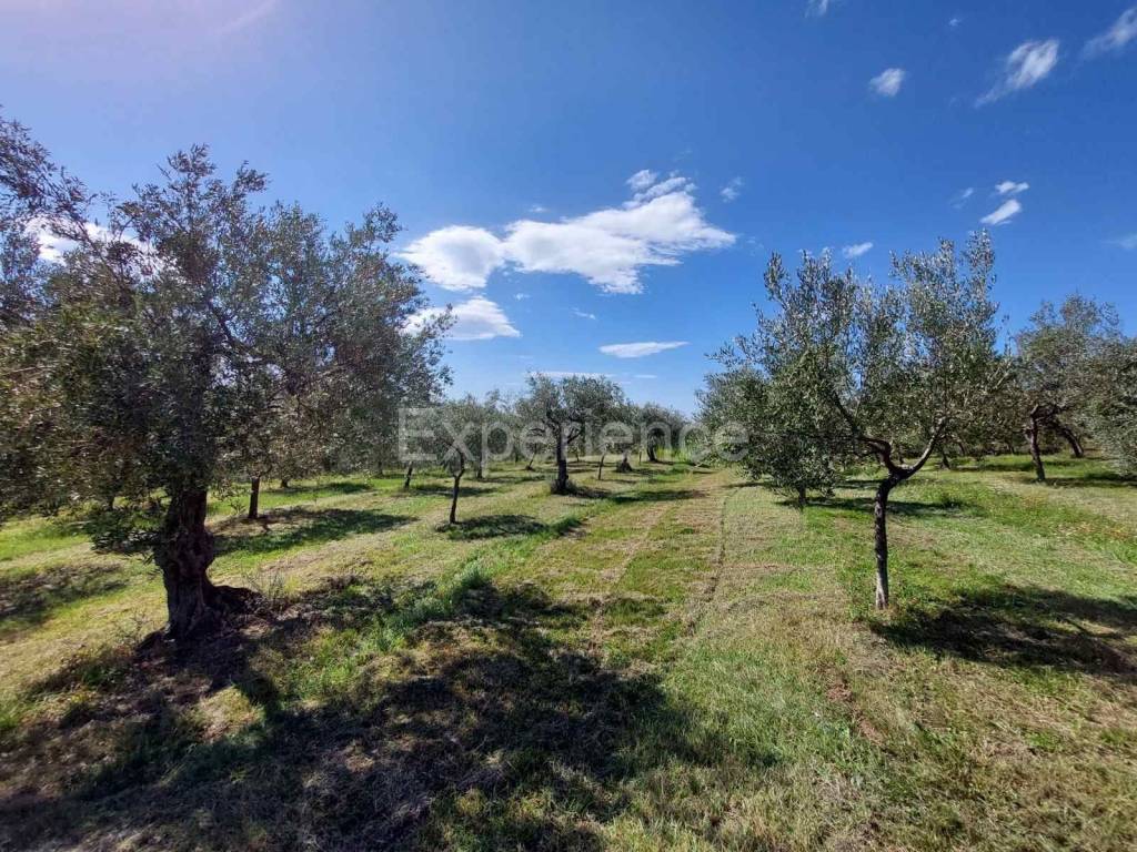 Poljoprivredno zemljište, Prodaja, Buje, Buje