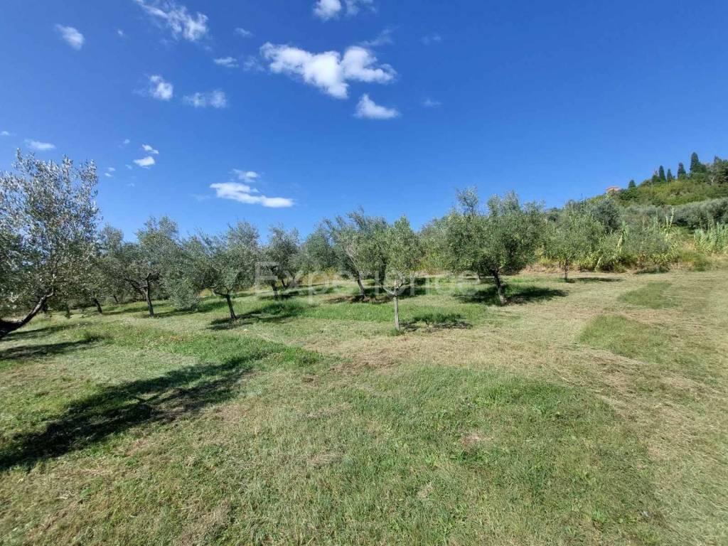 Poljoprivredno zemljište, Prodaja, Buje, Buje