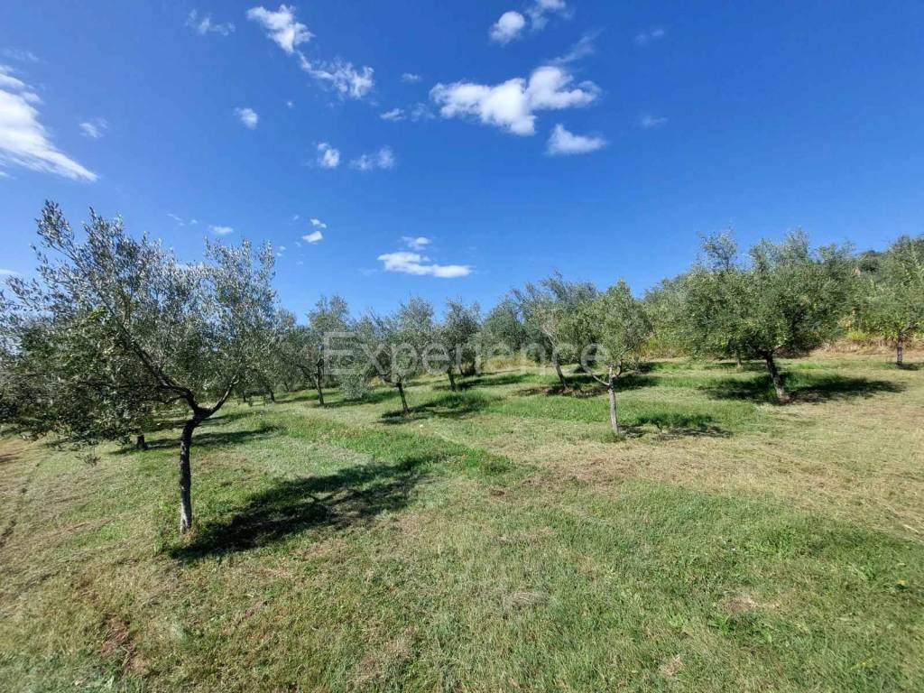 Poljoprivredno zemljište, Prodaja, Buje, Buje