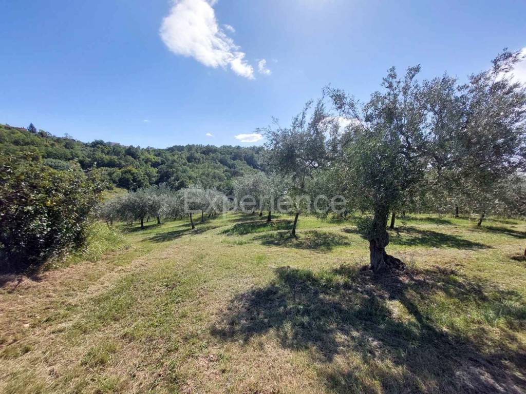 Poljoprivredno zemljište, Prodaja, Buje, Buje