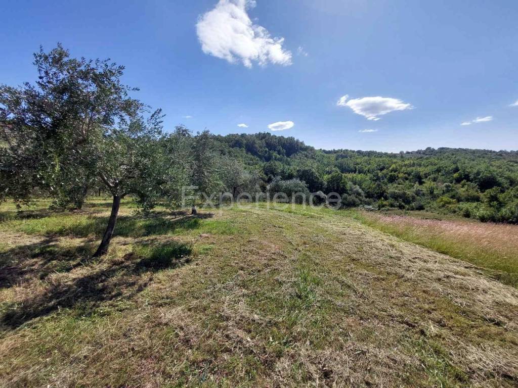 Poljoprivredno zemljište, Prodaja, Buje, Buje