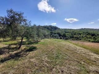 Poljoprivredno zemljište, Prodaja, Buje, Buje