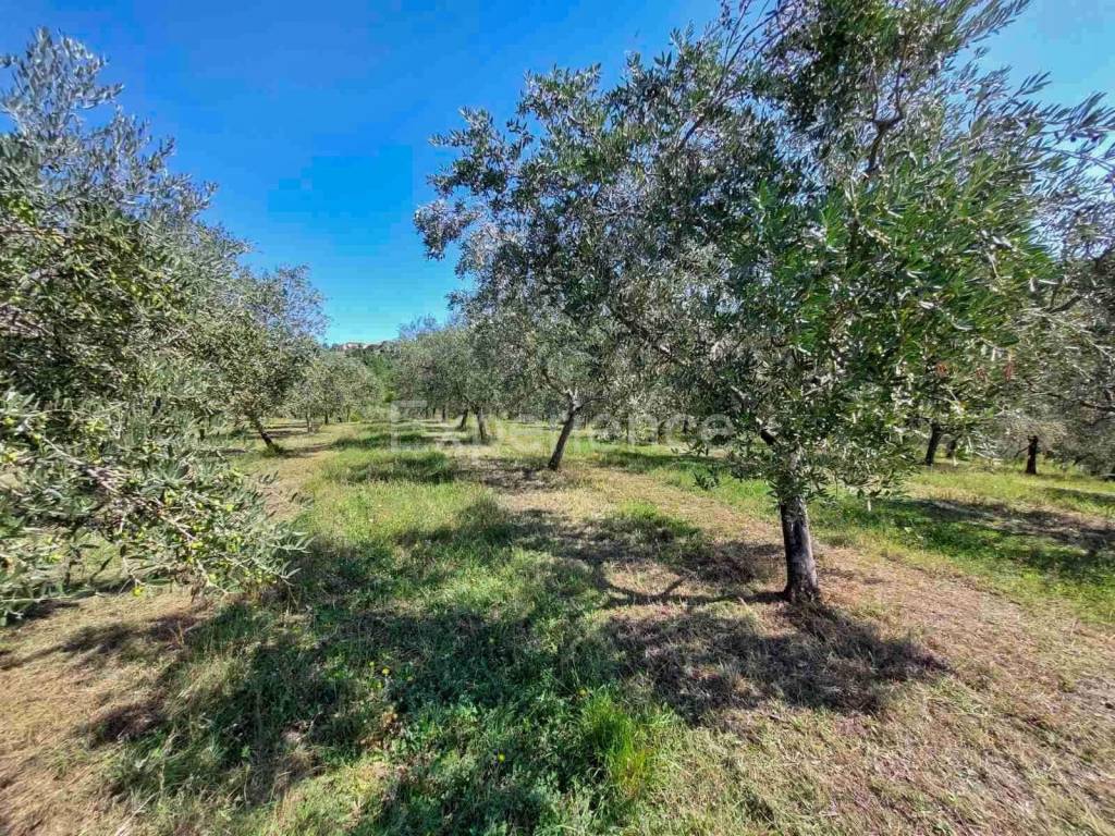 Poljoprivredno zemljište, Prodaja, Buje, Buje