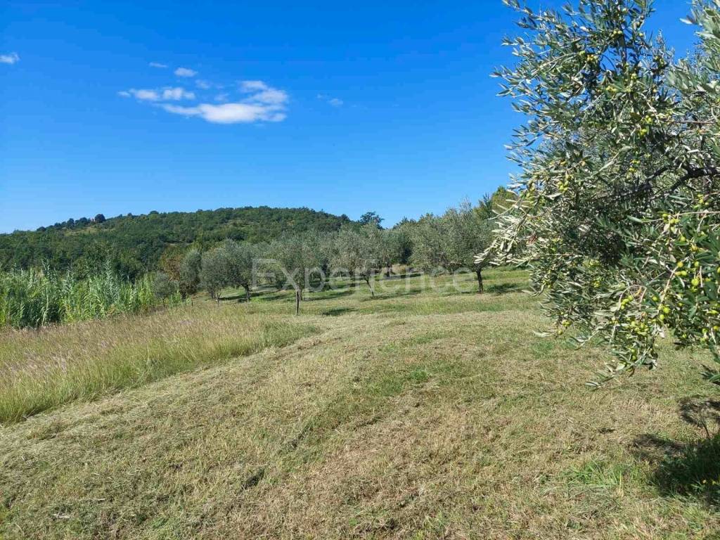 Poljoprivredno zemljište, Prodaja, Buje, Buje