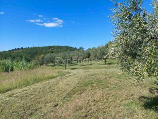 Poljoprivredno zemljište, Prodaja, Buje, Buje