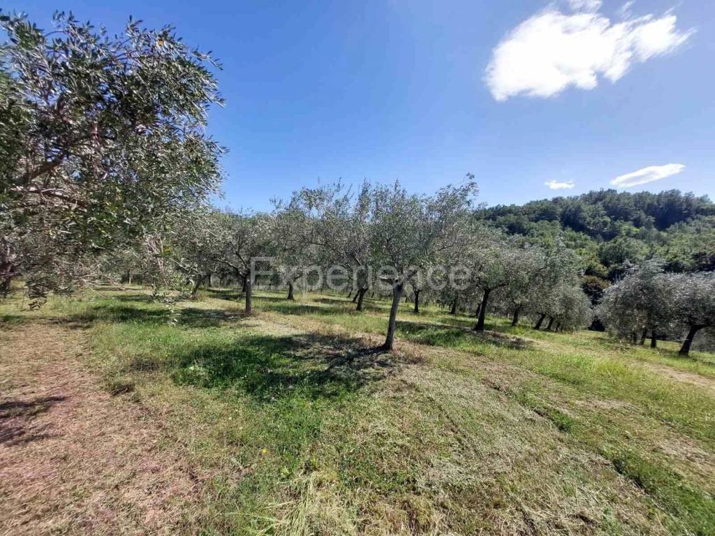 Poljoprivredno zemljište, Prodaja, Buje, Buje