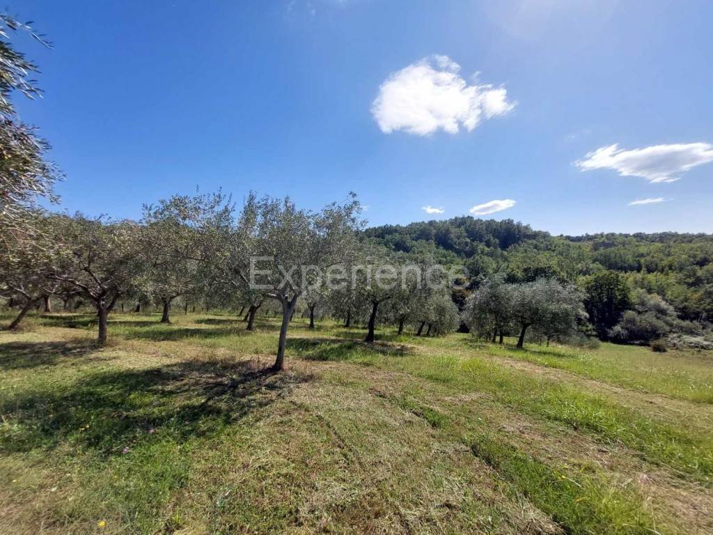 Poljoprivredno zemljište, Prodaja, Buje, Buje