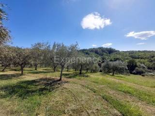 Poljoprivredno zemljište, Prodaja, Buje, Buje