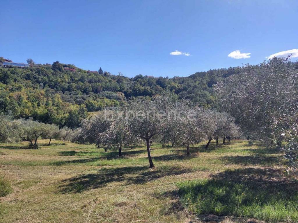 Poljoprivredno zemljište, Prodaja, Buje, Buje