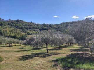 Poljoprivredno zemljište, Prodaja, Buje, Buje