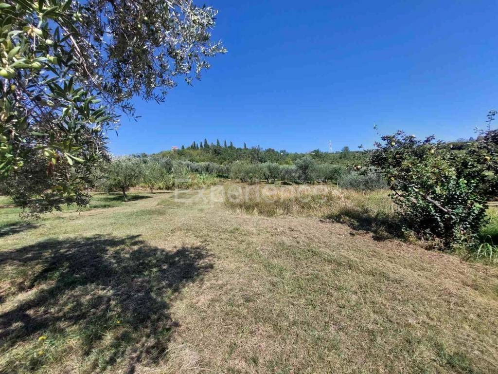 Poljoprivredno zemljište, Prodaja, Buje, Buje