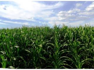 Poljoprivredno zemljište, Prodaja, Jastrebarsko - Okolica, Cvetković