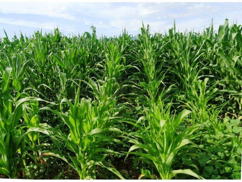 Poljoprivredno zemljište, Prodaja, Jastrebarsko - Okolica, Cvetković