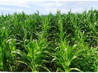 Poljoprivredno zemljište, Prodaja, Jastrebarsko - Okolica, Cvetković