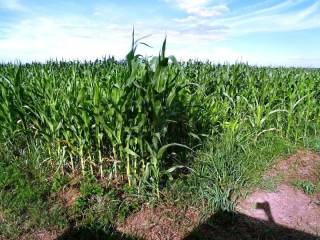 Poljoprivredno zemljište, Prodaja, Jastrebarsko - Okolica, Cvetković