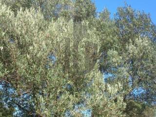 Građevinsko zemljište, Prodaja, Zadar - Okolica, Silba