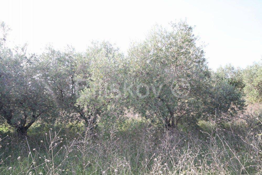 Poljoprivredno zemljište, Prodaja, Kaštela, Kaštel Štafilić