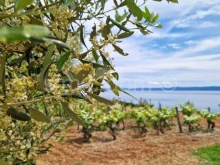 Poljoprivredno zemljište, Prodaja, Bol, Bol