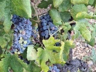 Poljoprivredno zemljište, Prodaja, Bol, Bol