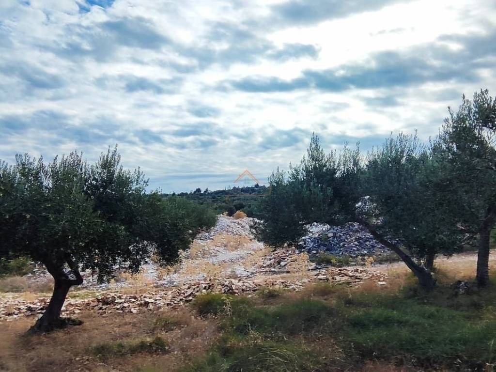 Agricultural plot, Sale, Supetar, Škrip