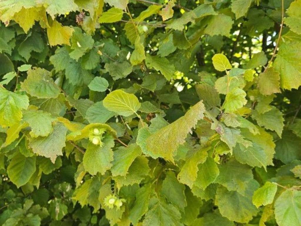 Lovinac, Gornja Ploča