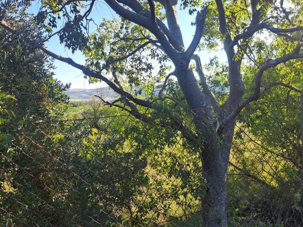 Poljoprivredno zemljište, Prodaja, Starigrad, Seline