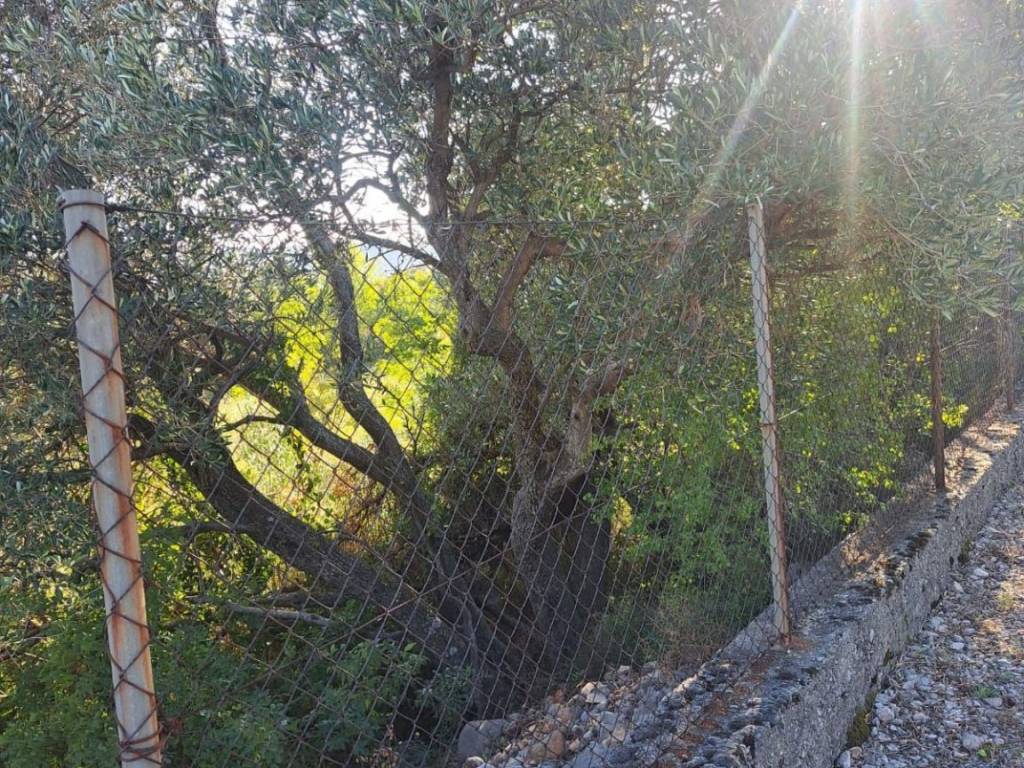 Poljoprivredno zemljište, Prodaja, Starigrad, Seline