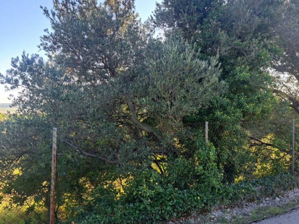 Poljoprivredno zemljište, Prodaja, Starigrad, Seline