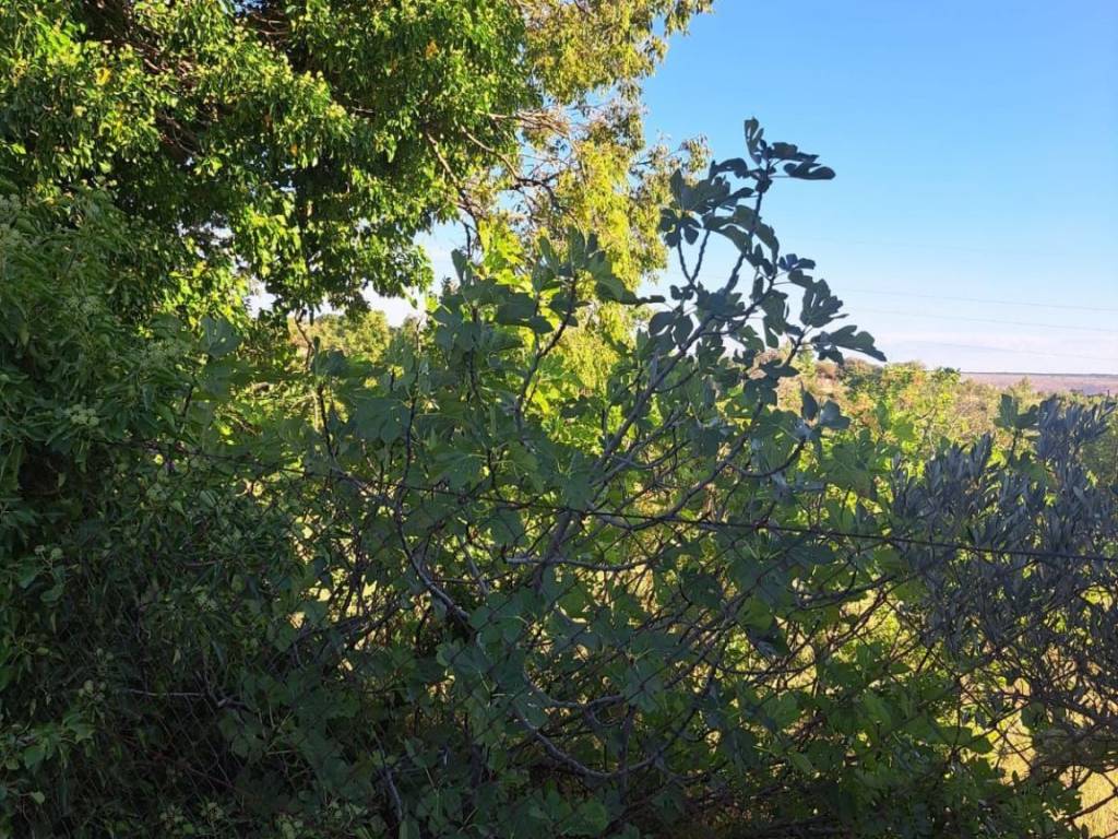 Poljoprivredno zemljište, Prodaja, Starigrad, Seline