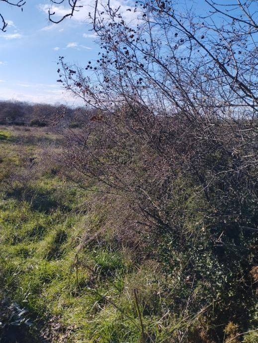 Gradevinsko zemljište, Prodaja, Policnik, Briševo