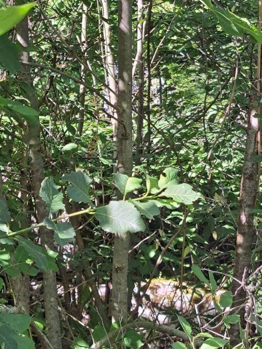 Građevinsko zemljište, Prodaja, Gospić - Okolica, Donje Pazarište