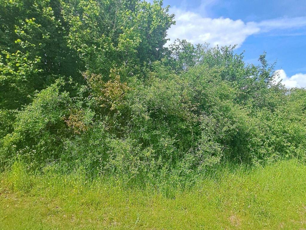 Poljoprivredno zemljište, Prodaja, Gospić - Okolica, Mogorić