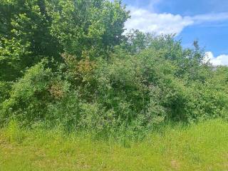 Poljoprivredno zemljište, Prodaja, Gospić - Okolica, Mogorić