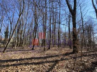 Suma, Prodaja, Klinca sela, Kozlikovo