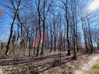 Suma, Prodaja, Klinca sela, Kozlikovo