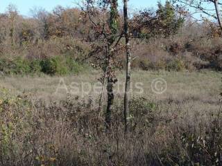 Zemljište, Prodaja, Marcana