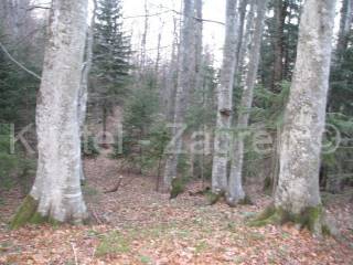 Poljoprivredno zemljište, Prodaja, Delnice, Delnice