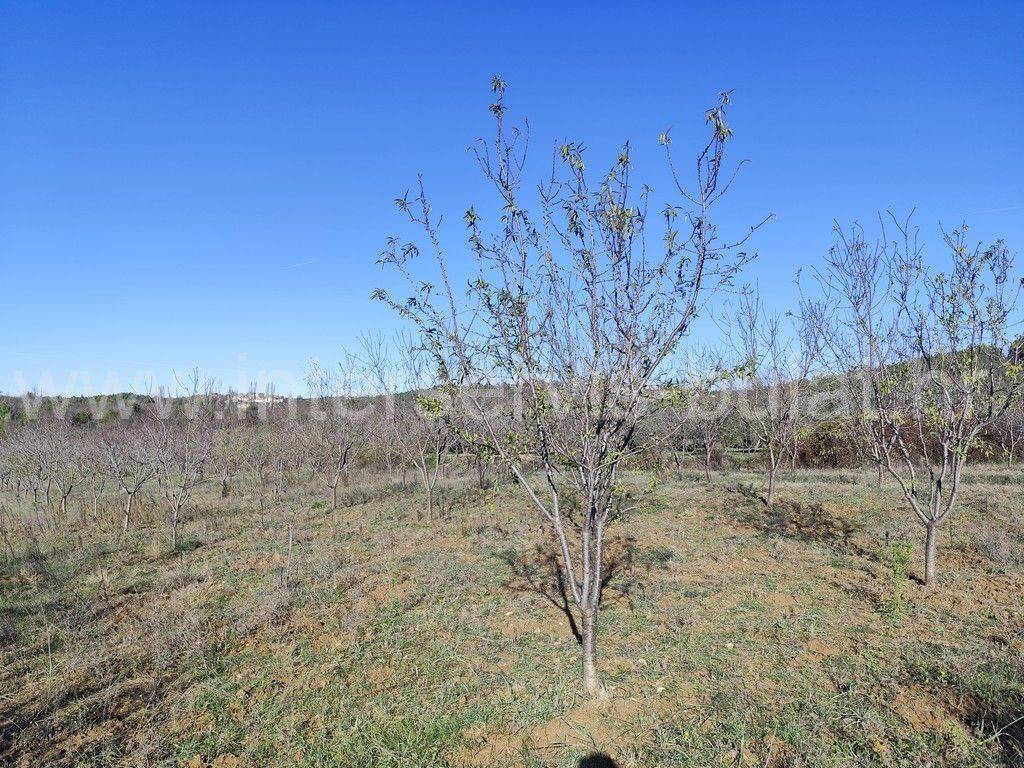 Poljoprivredno zemljište, Prodaja, Skradin, Dubravice