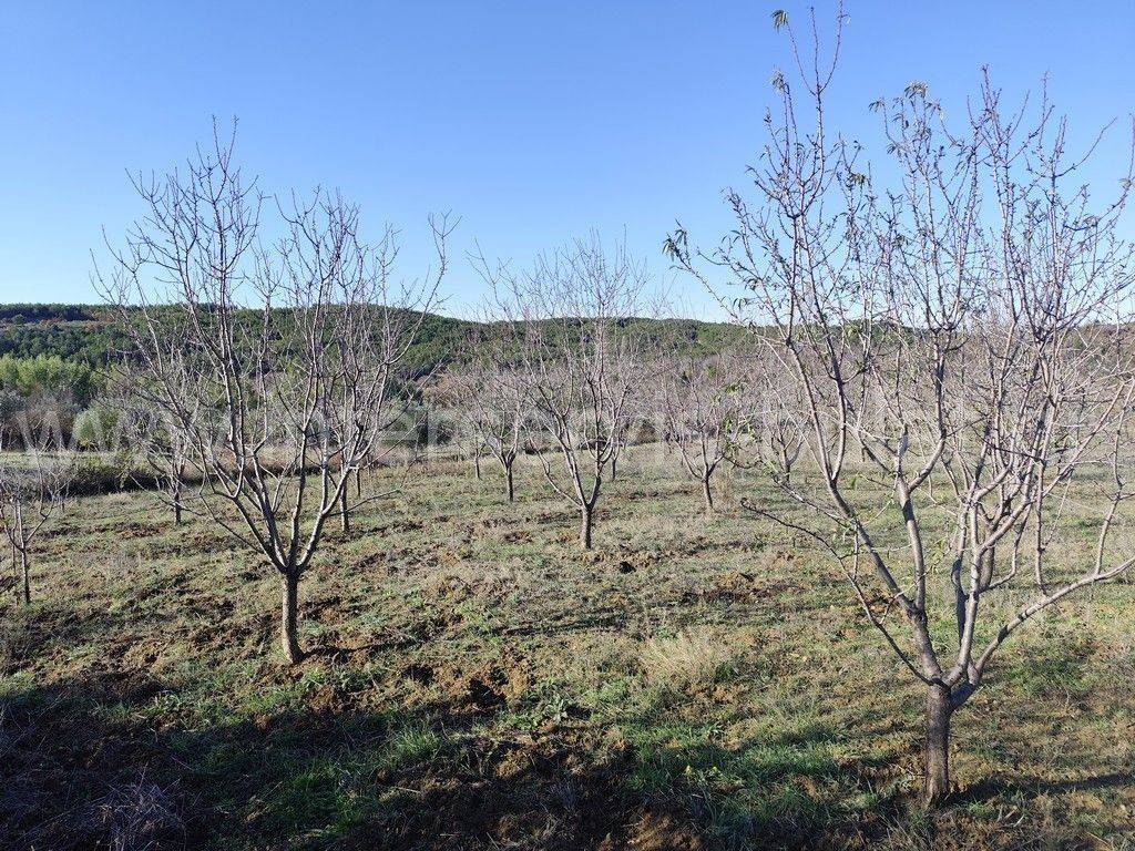 Poljoprivredno zemljište, Prodaja, Skradin, Dubravice