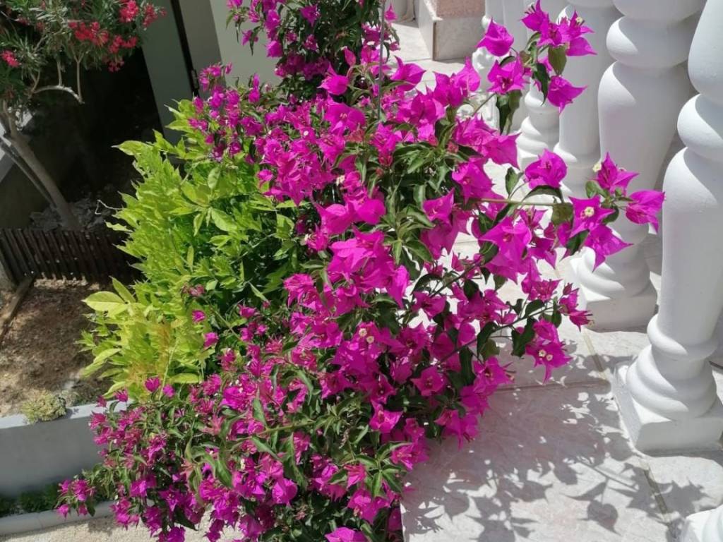 Dvojna kuca, Prodaja, Vir, Vir