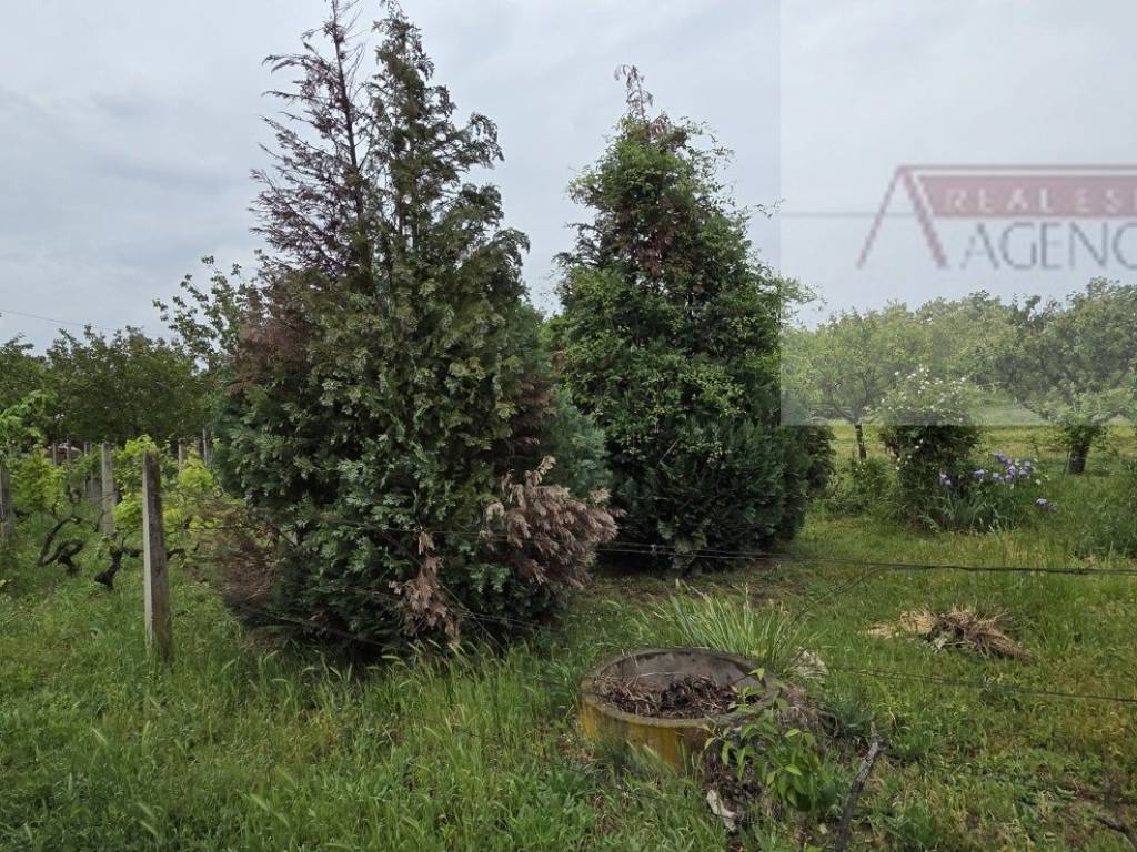 Draz, Batina