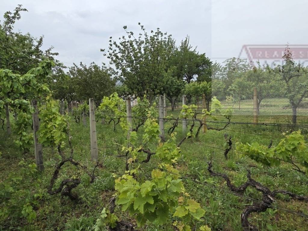 Draz, Batina
