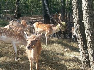 Poljoprivredno, Prodaja, Fuzine, Lic