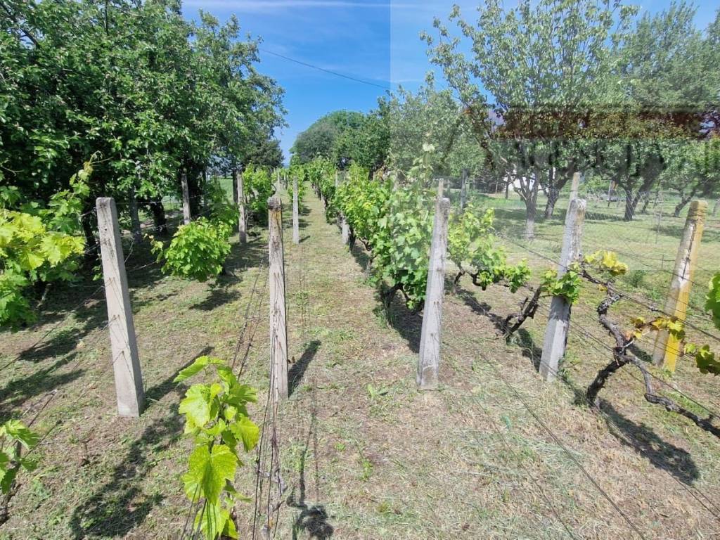 Draz, Batina