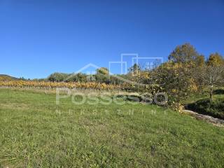 Buzet, Buzet