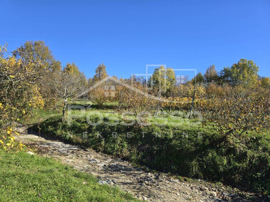 Buzet, Buzet